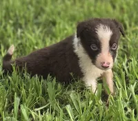 Destiny, a female Border Collie for sale in Rock, KS – 1 of 4