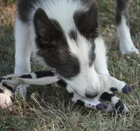 Dax, a male Border Collie for sale in Douglass, KS – 4 of 10