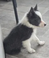 Dax, a male Border Collie for sale in Douglass, KS – 8 of 9