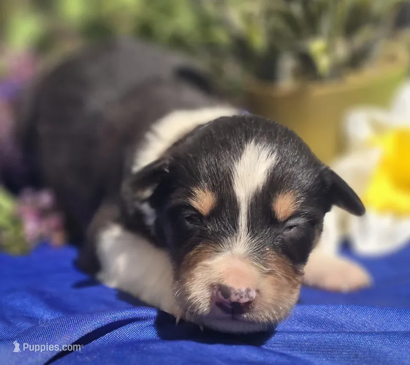 Sawyer – Border Collie puppy for sale in Rock, KS