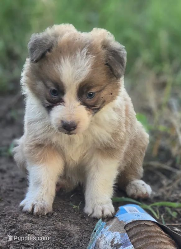 Soren – Border Collie puppy for sale in Rock, KS