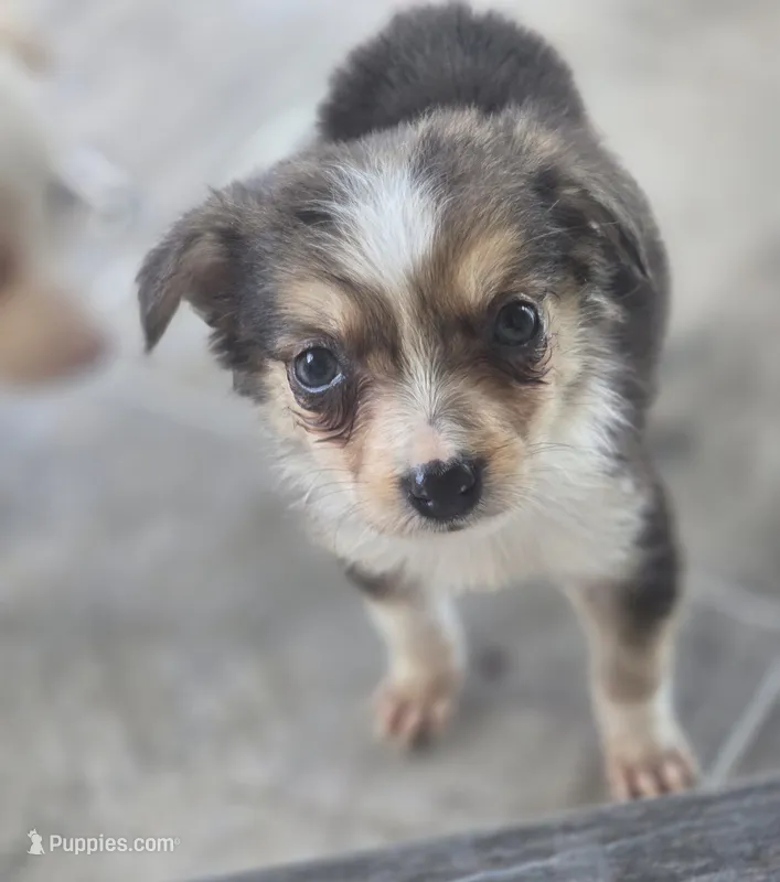 Samoa – Border Collie puppy for sale in Rock, KS