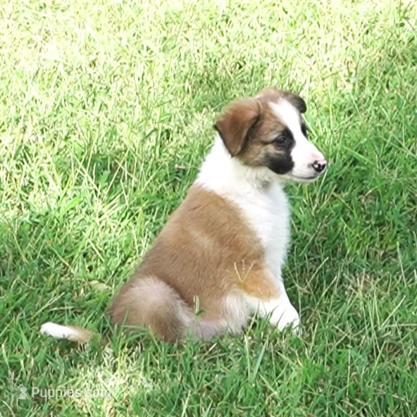 Doby – Border Collie puppy for sale in Douglass, KS