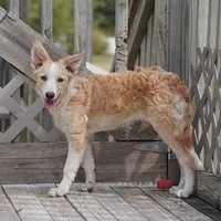 Sunny, a female Border Collie for sale in Douglass, KS – 1 of 5
