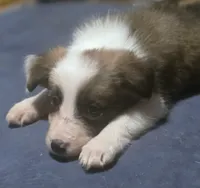 Dana, a female Border Collie for sale in Douglass, KS – 4 of 9
