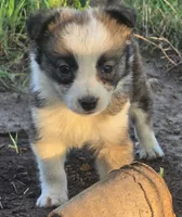 Stellan, a male Border Collie for sale in Rock, KS – 5 of 10