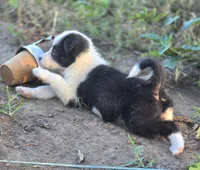 Sylvester , a male Border Collie for sale in Rock, KS – 8 of 10