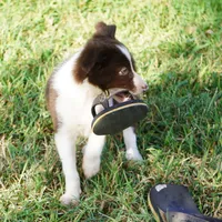 Destiny, a female Border Collie for sale in Rock, KS – 4 of 7