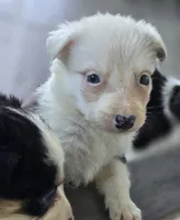 Shade, a female Border Collie for sale in Rock, KS – 7 of 9