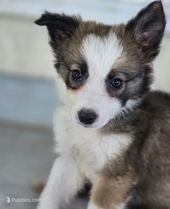 Stellan – Border Collie puppy for sale in Douglass, KS