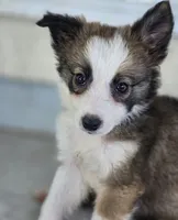 Stellan, a male Border Collie for sale in Douglass, KS – 1 of 3