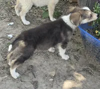 Samoa, a female Border Collie for sale in Rock, KS – 8 of 9