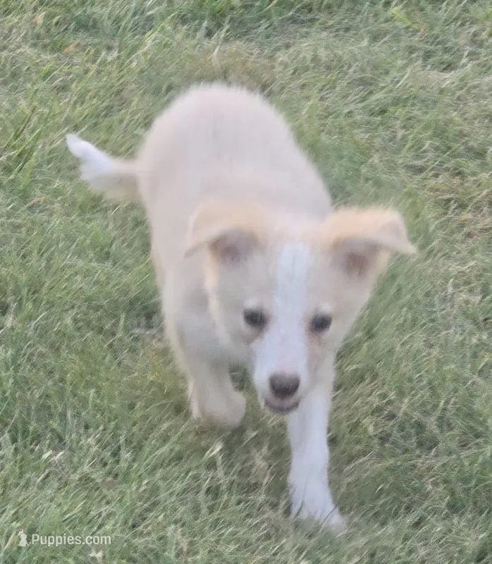 Sunny – Border Collie puppy for sale in Rock, KS