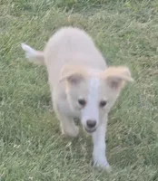 Sunny, a female Border Collie for sale in Rock, KS – 5 of 8