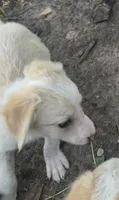 Sergio, a male Border Collie for sale in Rock, KS – 4 of 6