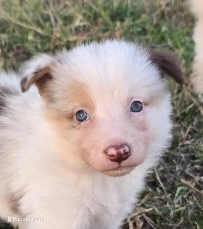 Fiona – Border Collie puppy for sale in Douglass, KS
