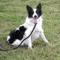 Aloha, a female Border Collie for sale in Rock, KS – Photo 1 of 6