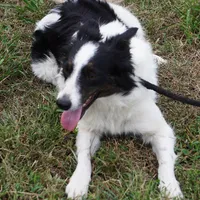 Aloha, a female Border Collie for sale in Rock, KS – Photo 3 of 6