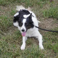 Aloha, a female Border Collie for sale in Rock, KS – Photo 4 of 6