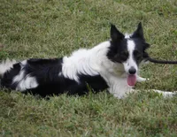 Aloha, a female Border Collie for sale in Rock, KS – Photo 6 of 6