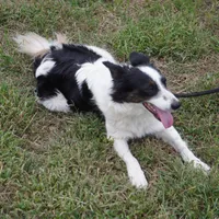 Aloha, a female Border Collie for sale in Rock, KS – Photo 5 of 6
