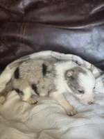 Hera, a female Border Collie for sale in Rock, KS – Photo 2 of 2