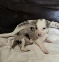 Hera, a female Border Collie for sale in Rock, KS – Photo 1 of 2