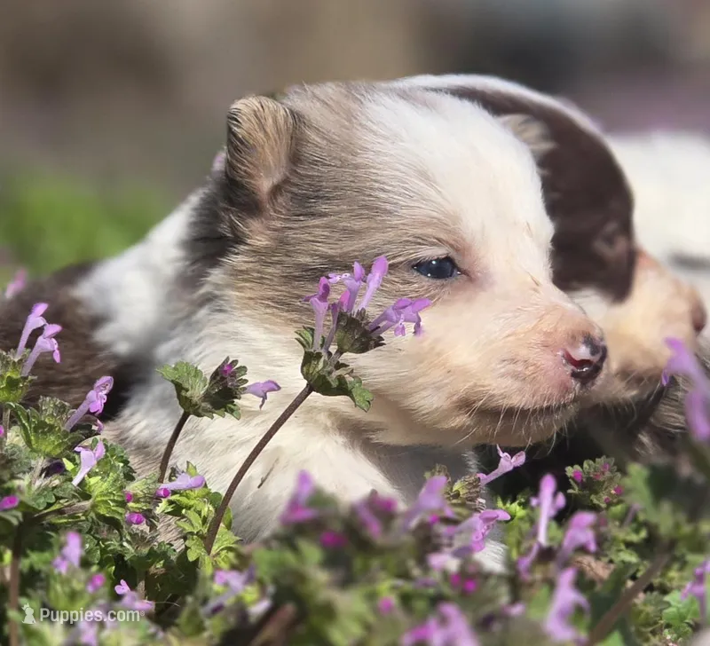 Hera – Border Collie puppy for sale in Rock, KS