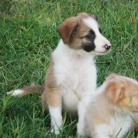 Doby, a male Border Collie for sale in Rock, KS – 8 of 8