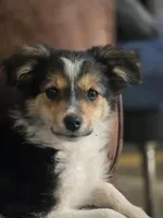 Daphne, a female Border Collie for sale in Rock, KS – Photo 1 of 2