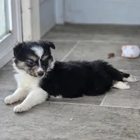Daphne, a female Border Collie for sale in Rock, KS – Photo 2 of 2