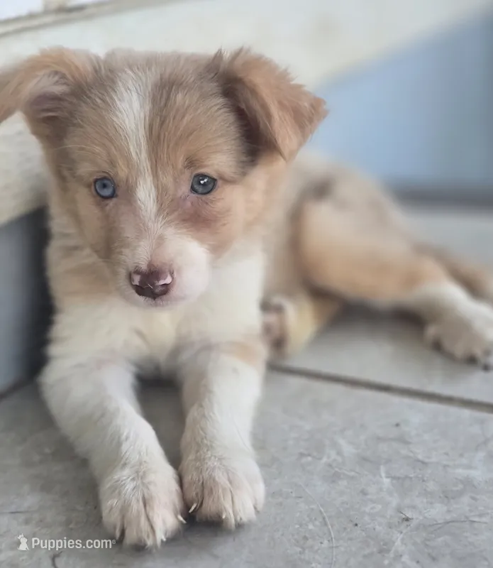 Dahlia – Border Collie puppy for sale in Rock, KS
