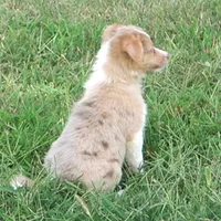 Dahlia, a female Border Collie for sale in Rock, KS – 3 of 5