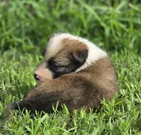 Dana, a female Border Collie for sale in Rock, KS – 2 of 3