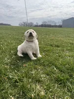 Brown (AKC English), a male Labrador Retriever for sale in Eaton Rapids, MI – Photo 5 of 5