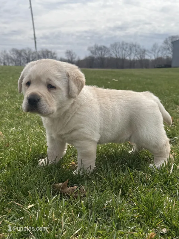 Brown (AKC English) – Labrador Retriever puppy for sale in Eaton Rapids, MI