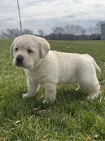 Brown (AKC English), a male Labrador Retriever for sale in Eaton Rapids, MI – Photo 1 of 5