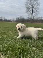 Brown (AKC English), a male Labrador Retriever for sale in Eaton Rapids, MI – Photo 4 of 5