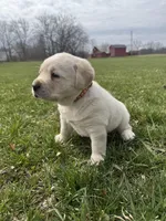 Brown (AKC English), a male Labrador Retriever for sale in Eaton Rapids, MI – Photo 3 of 5
