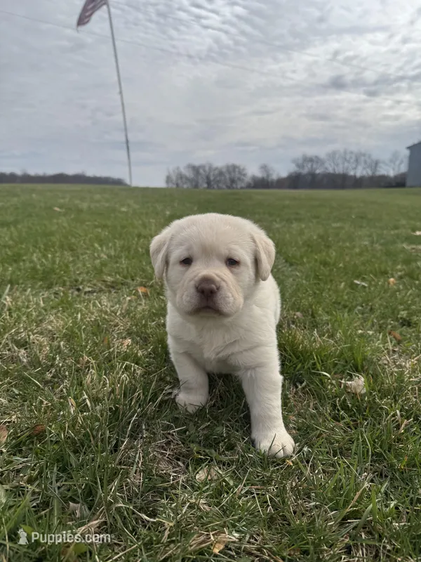 Green (AKC English) – Labrador Retriever puppy for sale in Eaton Rapids, MI