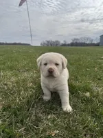 Green (AKC English), a male Labrador Retriever for sale in Eaton Rapids, MI – Photo 1 of 6