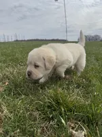 Green (AKC English), a male Labrador Retriever for sale in Eaton Rapids, MI – Photo 5 of 6