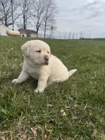 Green (AKC English), a male Labrador Retriever for sale in Eaton Rapids, MI – Photo 4 of 6