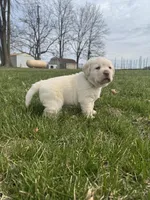 Green (AKC English), a male Labrador Retriever for sale in Eaton Rapids, MI – Photo 3 of 6