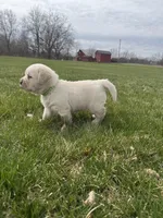 Green (AKC English), a male Labrador Retriever for sale in Eaton Rapids, MI – Photo 6 of 6
