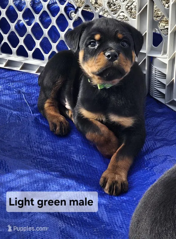 Rottweiler puppies  – Rottweiler puppy for sale in Cloverdale, IN