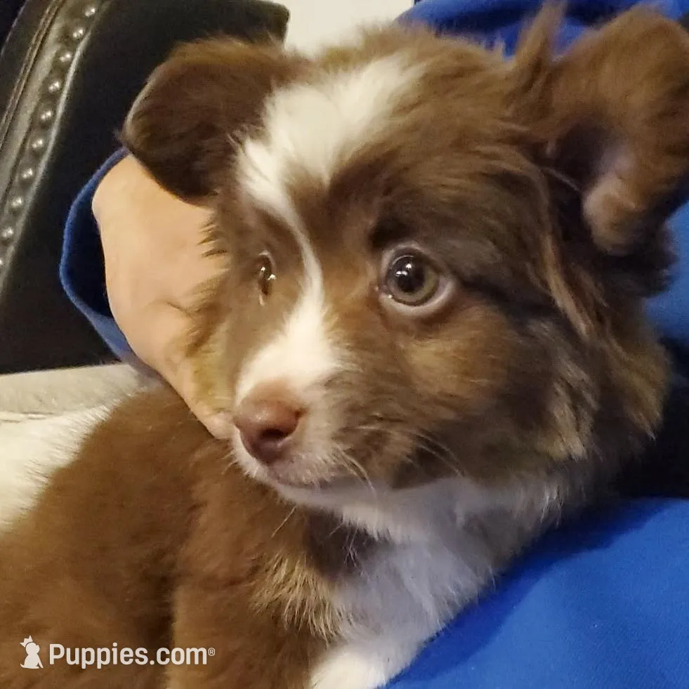 Snowflake, a female Toy Australian Shepherd for sale in Scottsboro, AL – Photo 1 of 5