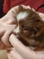 Snowflake, a female Toy Australian Shepherd for sale in Scottsboro, AL – Photo 5 of 5