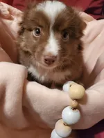 Snowflake, a female Toy Australian Shepherd for sale in Scottsboro, AL – Photo 4 of 5
