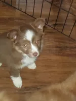 Snowflake, a female Toy Australian Shepherd for sale in Scottsboro, AL – Photo 2 of 5